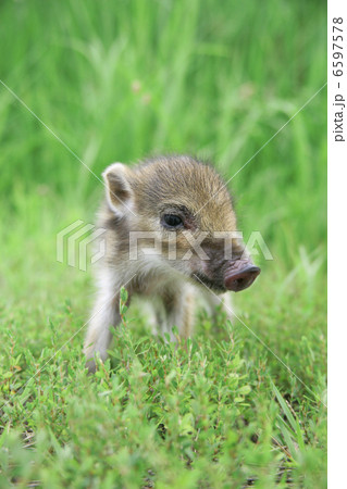 イノシシの子供 6597578