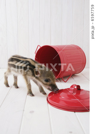 イノシシの子供 6597759