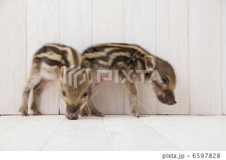 2匹のイノシシの子供 6597828