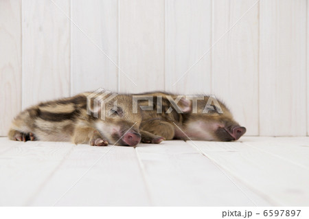 眠る2匹のイノシシの子供 6597897