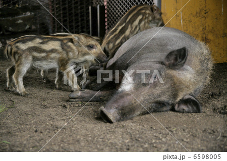 イノシシの親子 イノシシの親子 6598005