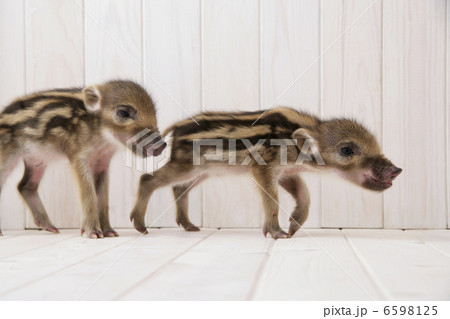 2匹のイノシシの子供 2匹のイノシシの子供 6598125