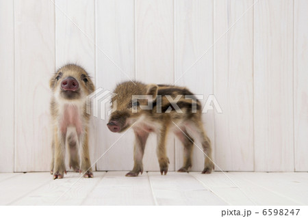 2匹のイノシシの子供 6598247