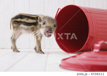 イノシシの子供 6598311