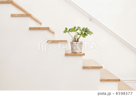 植物と階段 植物と階段 6598377