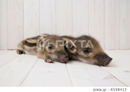 うり坊2匹です。