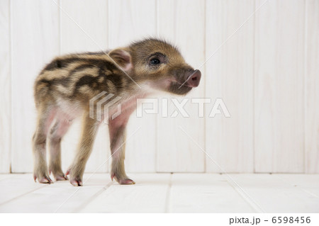 イノシシの子供 6598456