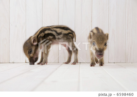 2匹のイノシシの子供 6598460