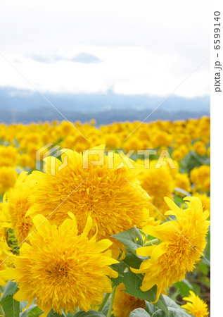 八重ひまわり 6599140