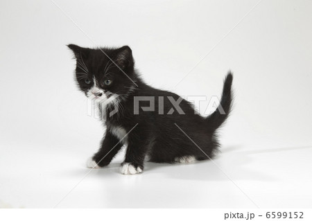 黒猫ちゃん 6599152