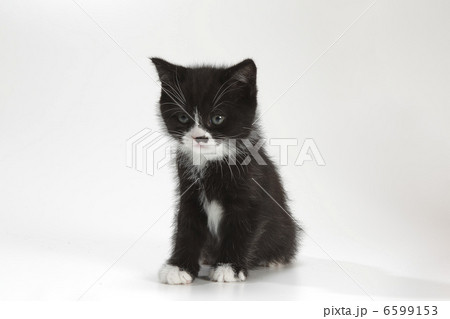 黒猫ちゃん 黒猫ちゃん 6599153