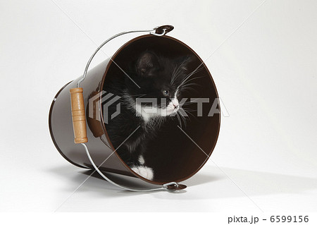 黒猫ちゃん 黒猫ちゃん 6599156