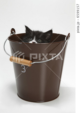 黒猫ちゃん 黒猫ちゃん 6599157