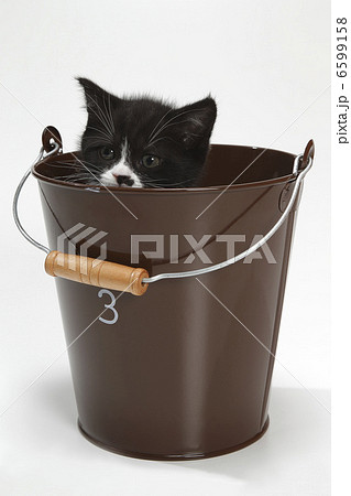 黒猫ちゃん 黒猫ちゃん 6599158