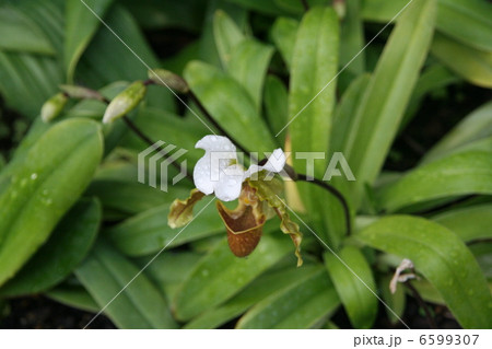 パディオペディルム 6599307