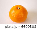 みかん 6600308