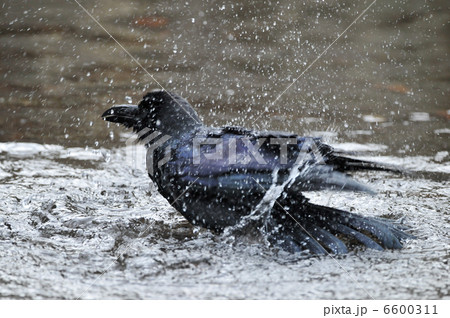 カラスの行水の写真素材