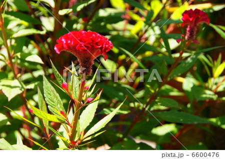 8月　ケイトウ・ヒユ科60 6600476