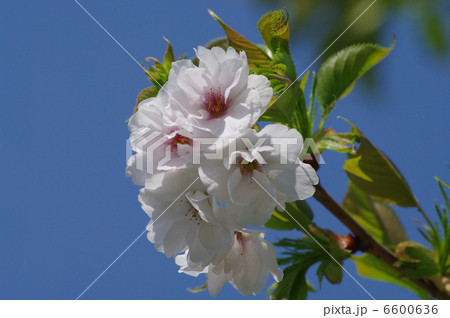 サクヤヒメ（咲耶姫）ー桜 6600636