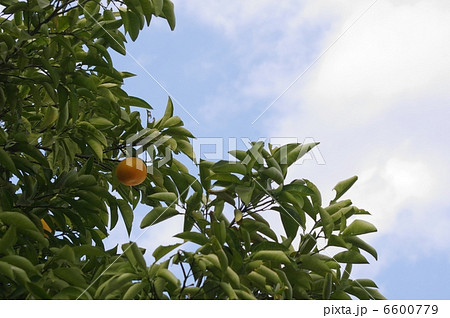 だいだい だいだい 6600779