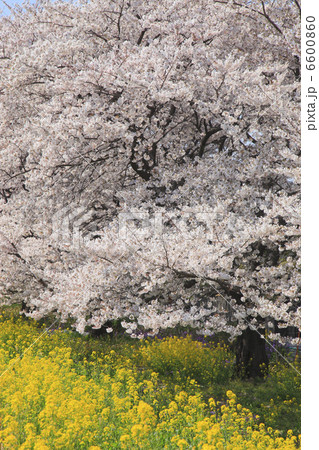 桜と菜の花 6600860