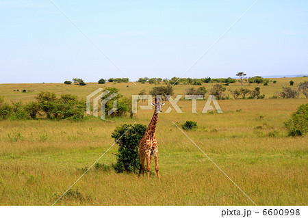 マサイキリン 6600998