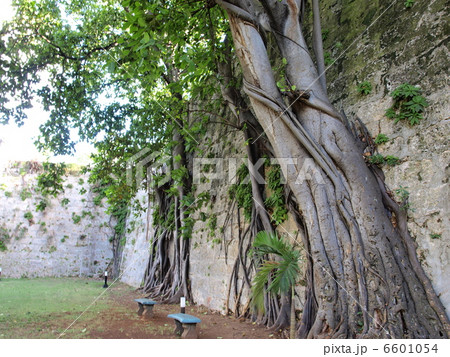 世界遺産「オールド・ハバナとその要塞群」のカバーニャ要塞(キューバ) 世界遺産「オールド・ハバナとその要塞群」のカバーニャ要塞(キューバ) 6601054
