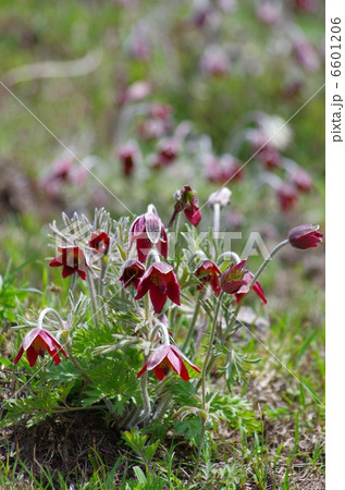 早春の翁草 早春の翁草 6601206