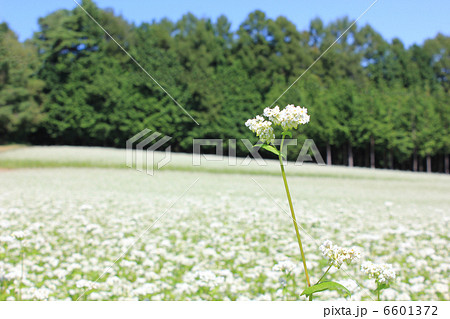 下條の秋そばの花 下條の秋そばの花 6601372