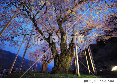 荘川桜ライトアップ2 荘川桜ライトアップ2 6601508