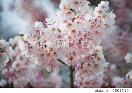 荘川桜２ 6601510