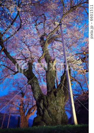 荘川桜ライトアップ3 荘川桜ライトアップ3 6601511