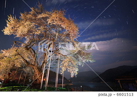夜の荘川桜と北天の星空２ 6601513