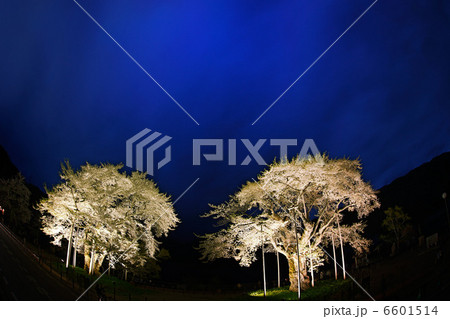 荘川桜ライトアップ４ 6601514