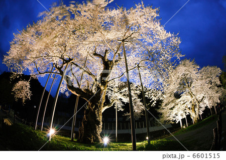 荘川桜ライトアップ５ 6601515