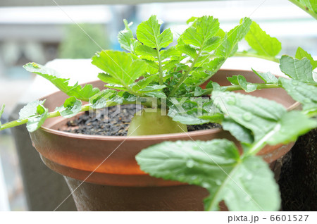 大根の家庭菜園 大根の家庭菜園 6601527