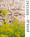 春の花　菜の花と桜 6601542