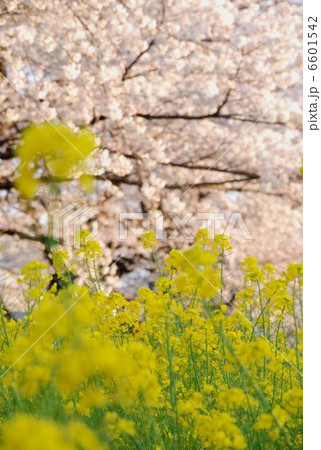 春の花　菜の花と桜 6601542