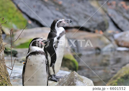 ペンギンのポートレート 6601552
