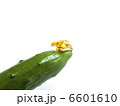花がらの付いたきゅうり 6601610