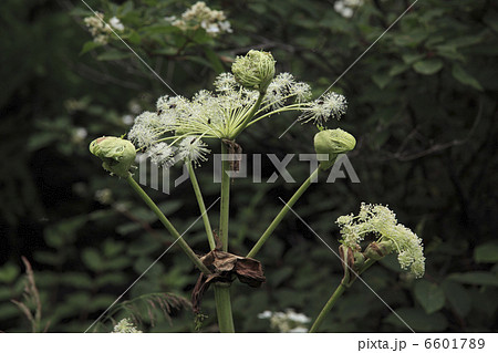 ししうど 6601789