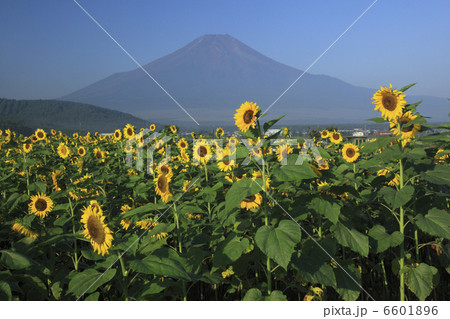 ヒマワリと富士山 6601896