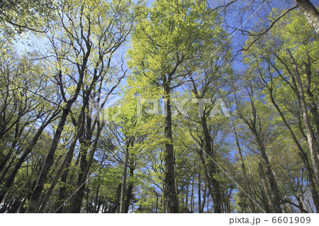 ぶなの新緑 6601909