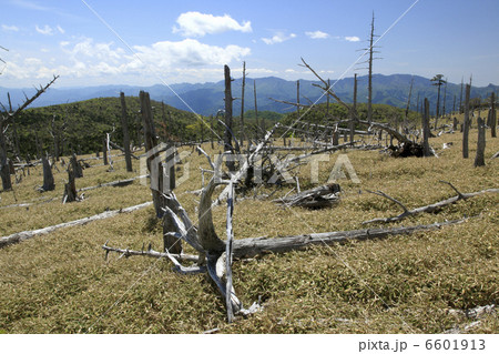 立ち枯れのトウヒとイトザサの原 6601913