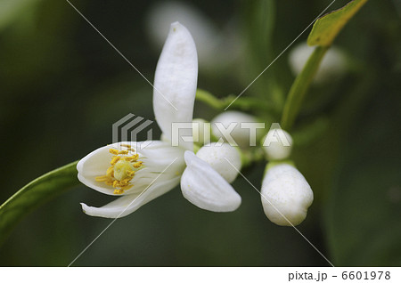 ダイダイの花 6601978