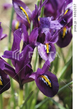イリス・レティクラタ‘ジェイエスダイトの花 6602037
