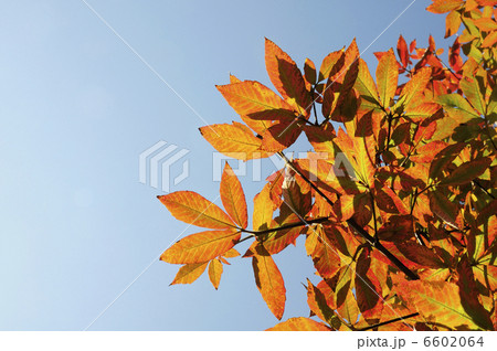 紅葉 6602064