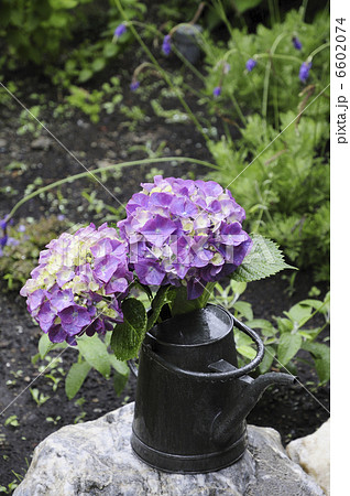 フラワーアレンジ、アジサイ 6602074