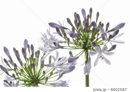 フラワーアレンジメント、アガパンサス 6602087