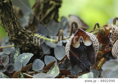 中米エルサルバドルの花 6602090